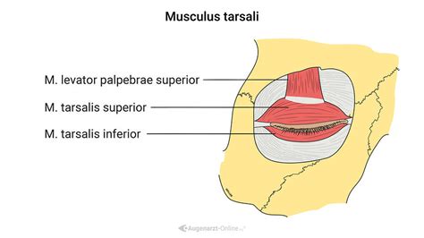 M Tarsalis Superior