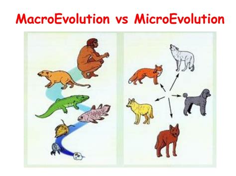Macroevolution Vs Microevolution