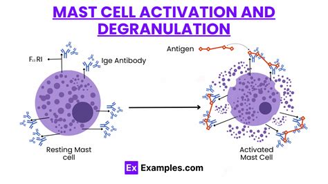 Mast Cell Degranulation