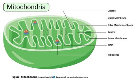 Mitochondria Function In Plant Cell