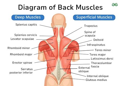 Muscles Of The Back