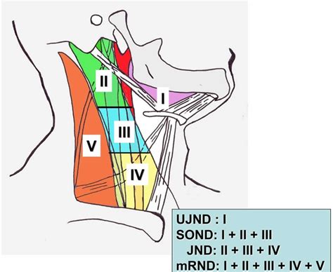 Neck Dissection