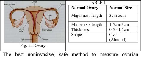 Ovary Dimensions Normal