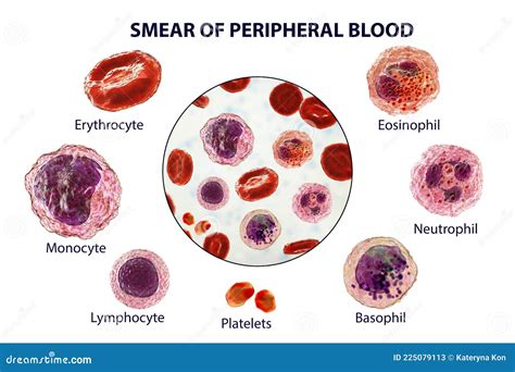 Peripheral Blood Cells