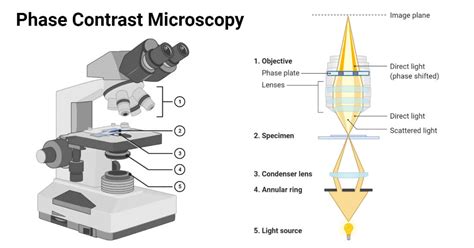 Phase Contrast Microscopy