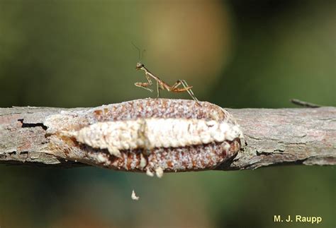 Praying Mantis Egg Case