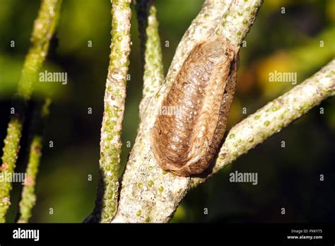 Praying Mantis Eggs