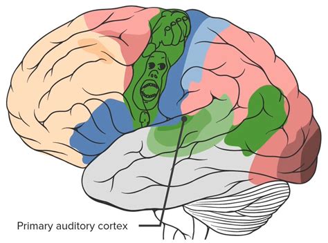 Primary Auditory Cortex