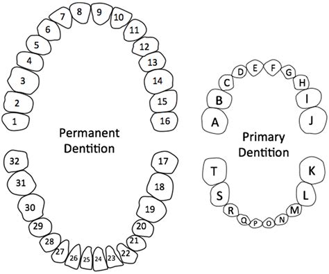 Primary Dentition Chart