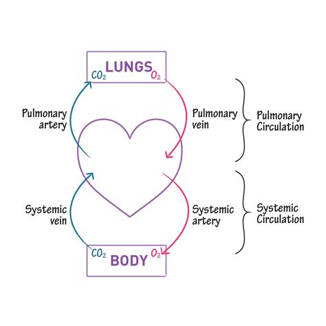 Pulmonary Circulation Vs Systemic Circulation