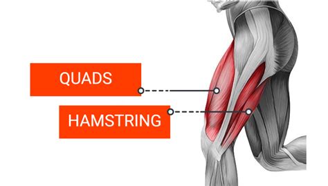Quadriceps And Hamstrings