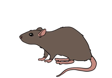 Rat Drawing