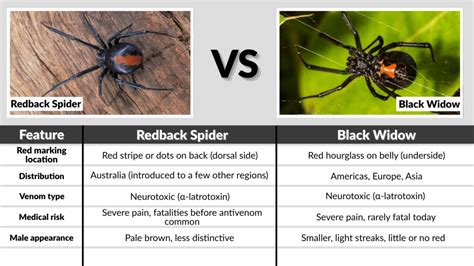 Redback Vs Black Widow