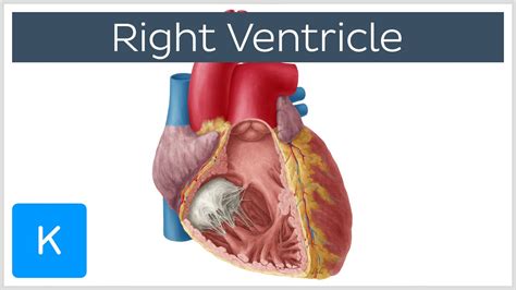 Right Ventricle Function