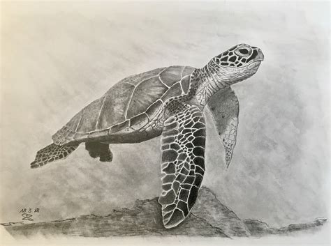 Sea Turtle Drawings