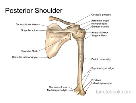 Shoulder Bone Anatomy