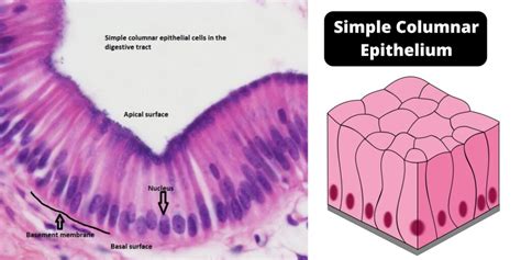 Simple Columnar Epithelium Location
