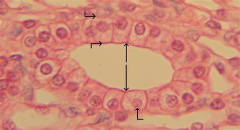 Simple Cuboidal Epithelium