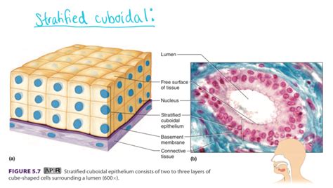 Stratified Cuboidal Epithelium Function