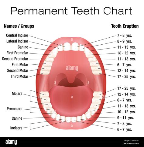 Teeth Names Chart