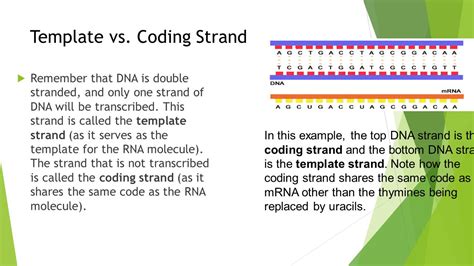 Template Vs Coding Strand
