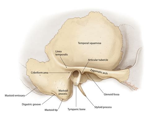 Temporal Bone Anatomy