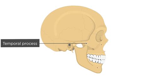 Temporal Process Of Zygomatic Bone