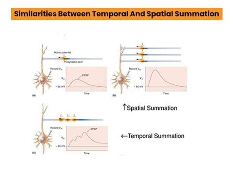 Temporal Vs Spatial Summation