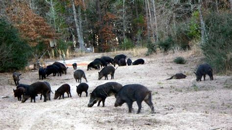 Texas Wild Boar