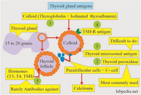 Thyroglobulin And Thyroglobulin Ab