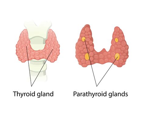 Thyroid And Parathyroid