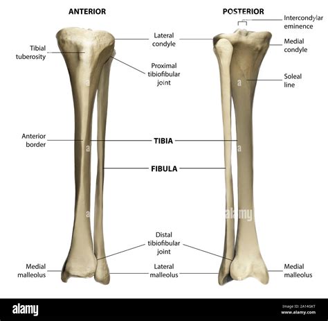Tibia A Fibula