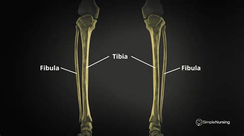Tibia Vs Fibula