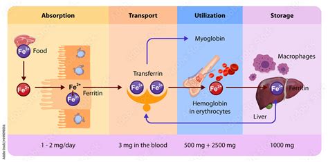 Transferrin Vs Ferritin