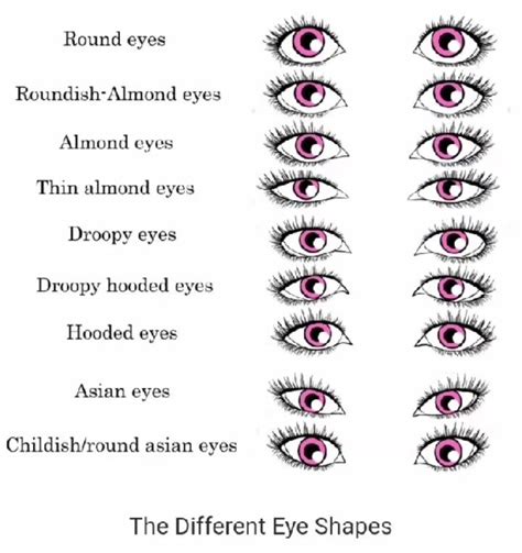 Various Types Of Eyes