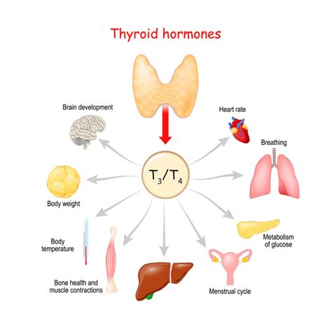 What Does A Thyroid Do