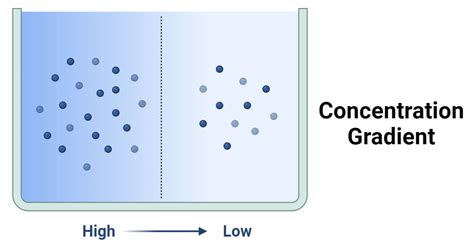 What Is A Concentration Gradient