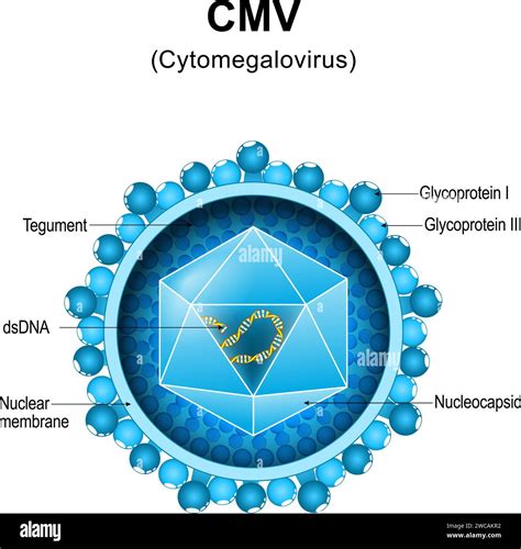 What Is Cmv Virus