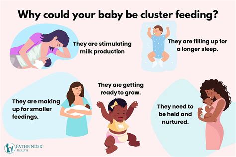 When Does Cluster Feeding Start