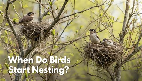 When Does Nesting Start