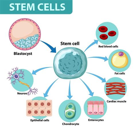 Where Are Stem Cells Found