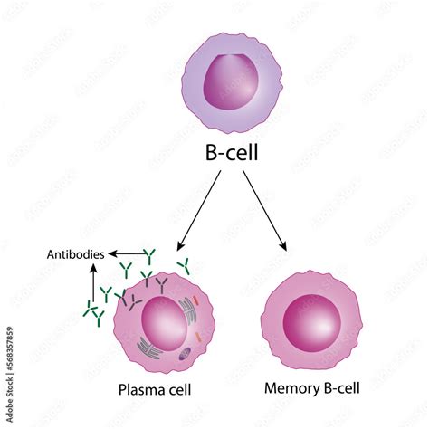 Where Does B Cells Mature