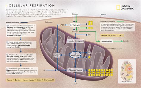 Where Does Cellular Respiration Occur