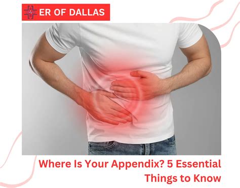 Where Is Your Apendix