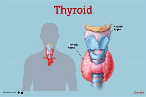 Where Is Your Thyroid
