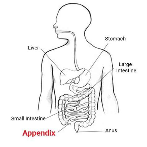 Wheres Ur Appendix