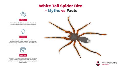 White Tail Spider Bite