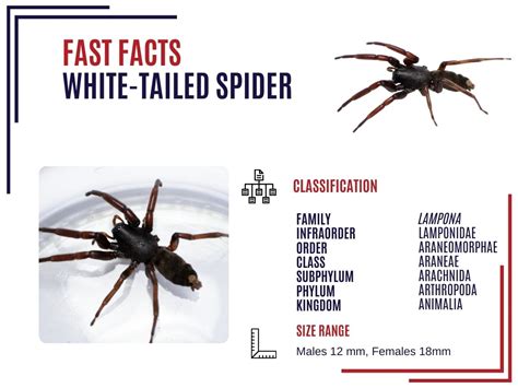 White Tip Spider