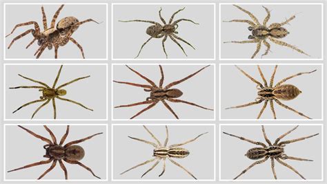Wolf Spider Size