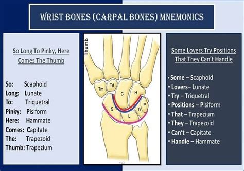 Wrist Bones Mnemonic